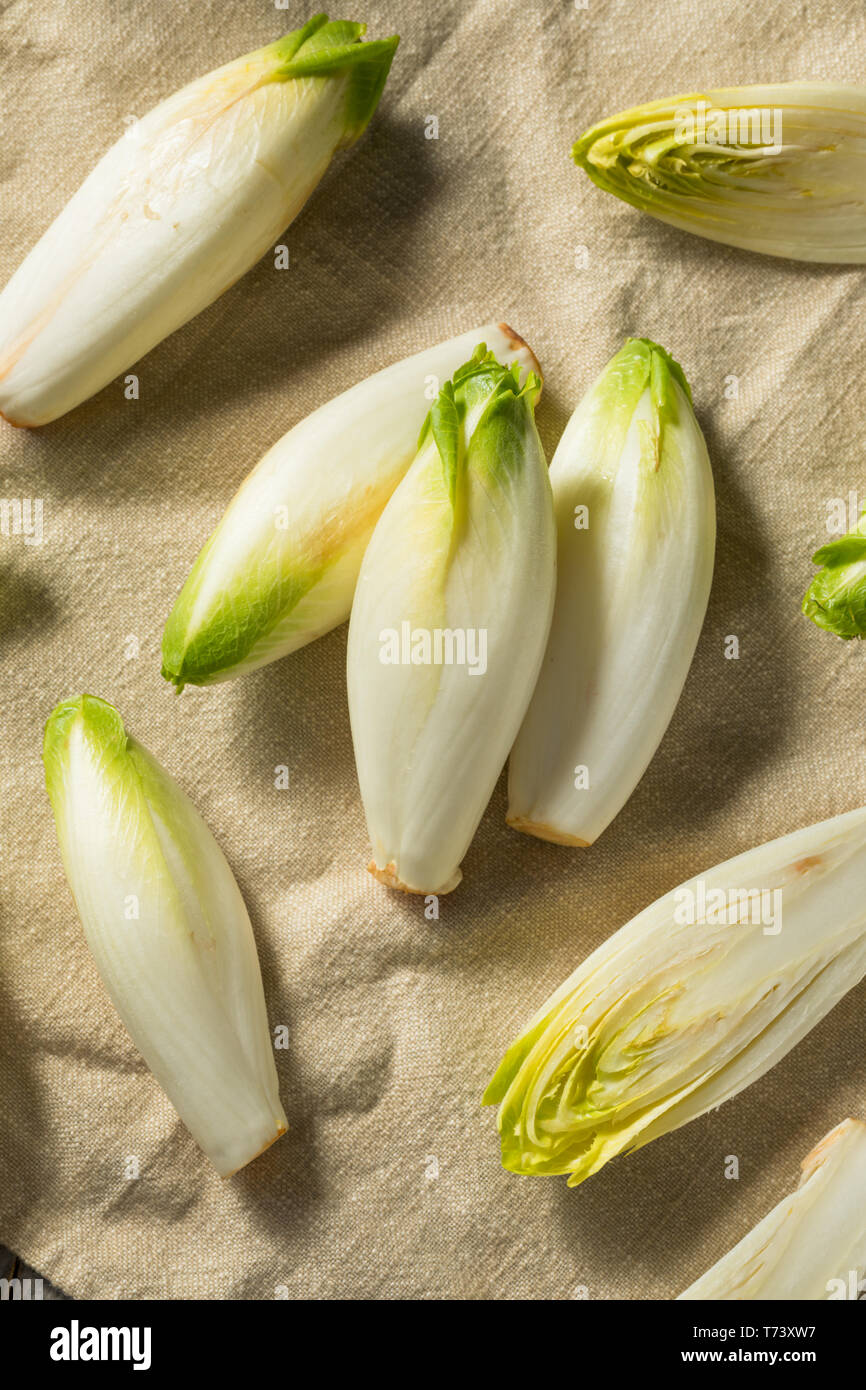 Les endives biologiques crus prêts à l'emploi Banque D'Images