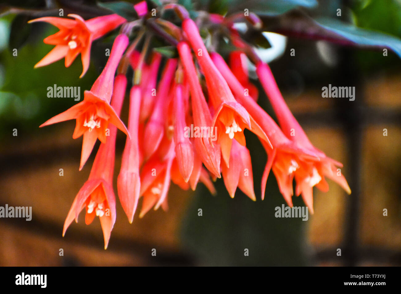 Gros plan du chèvrefeuille corail orange lumineux de fleurs fuchsia Banque D'Images