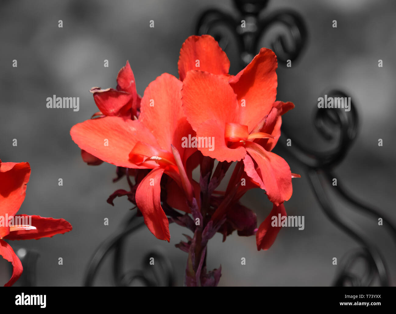 Superbe rouge écarlate Canna Lily (couleur sélective) sur fond noir et blanc Banque D'Images