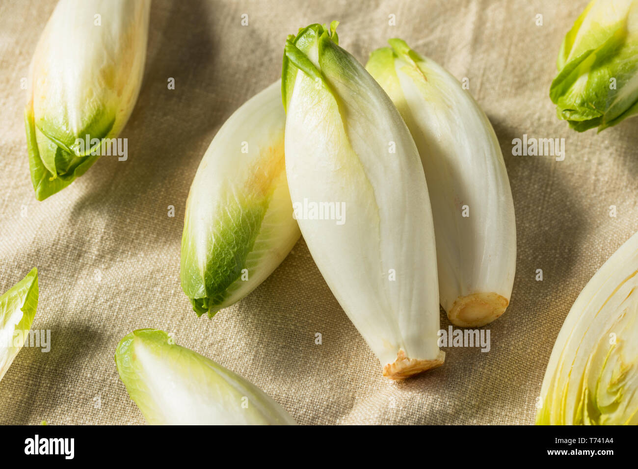 Les endives biologiques crus prêts à l'emploi Banque D'Images