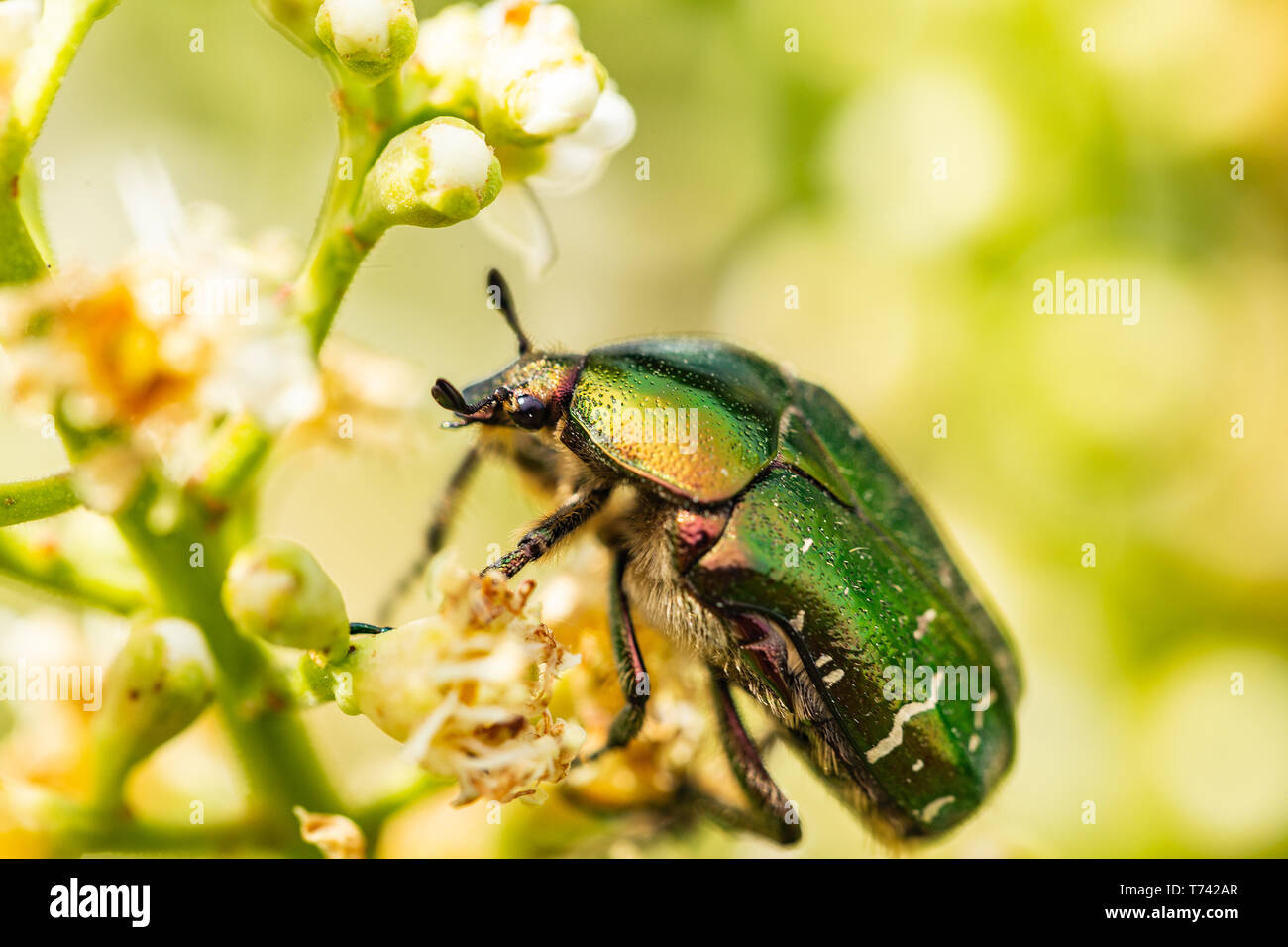 Gros plan du coléoptère Cetonia aurata - Orfèvrerie - sur une belle fleur Banque D'Images