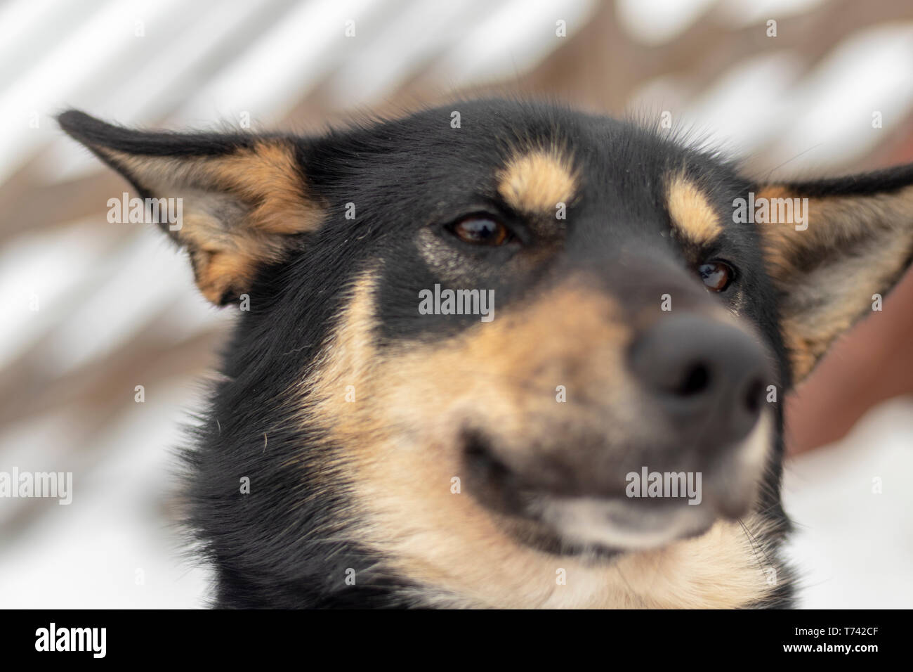 Funny dog de dégoût, de rejet, de désaccord face. N'aime pas que les dents en souriant. animal de compagnie. Fond blanc Banque D'Images