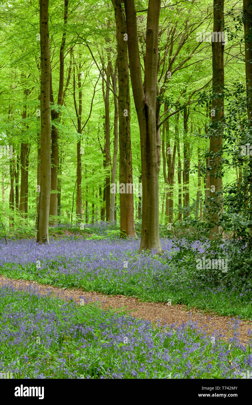 Bois Bluebell magnifique dans le Wiltshire, Angleterre Banque D'Images