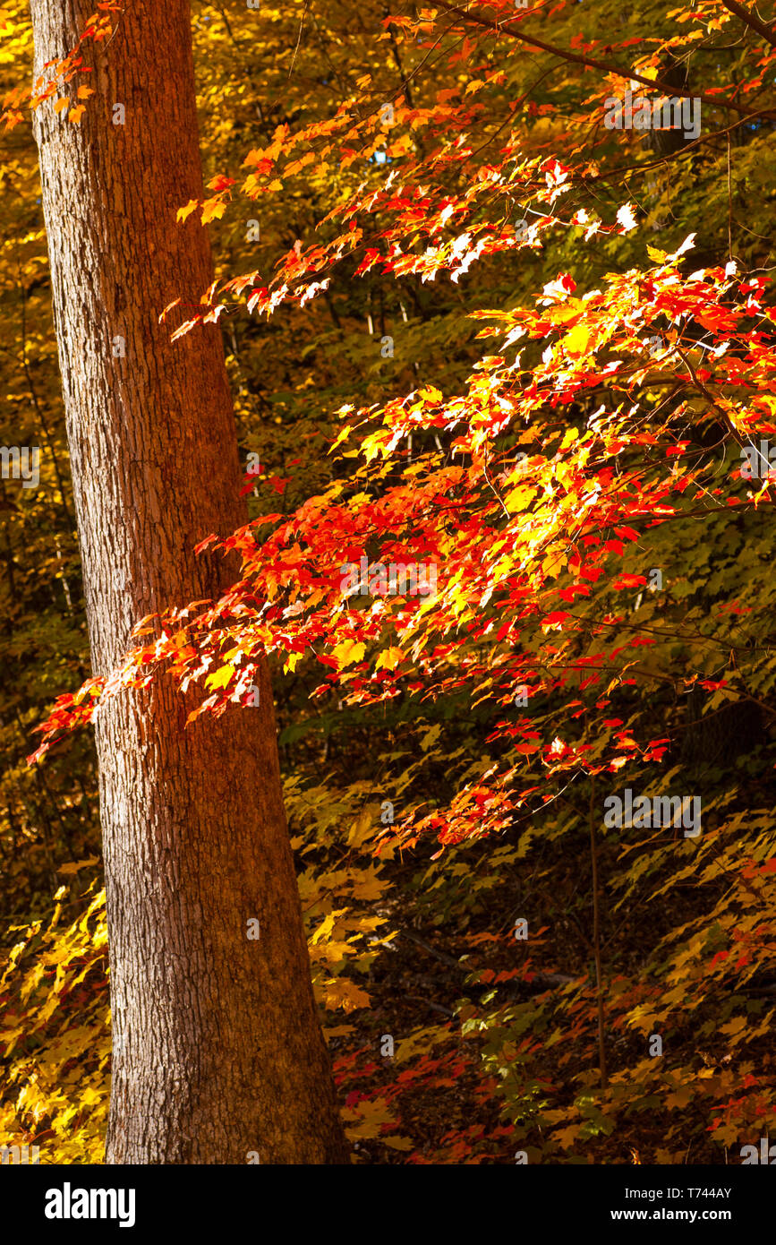 Couleurs d’automne Banque D'Images
