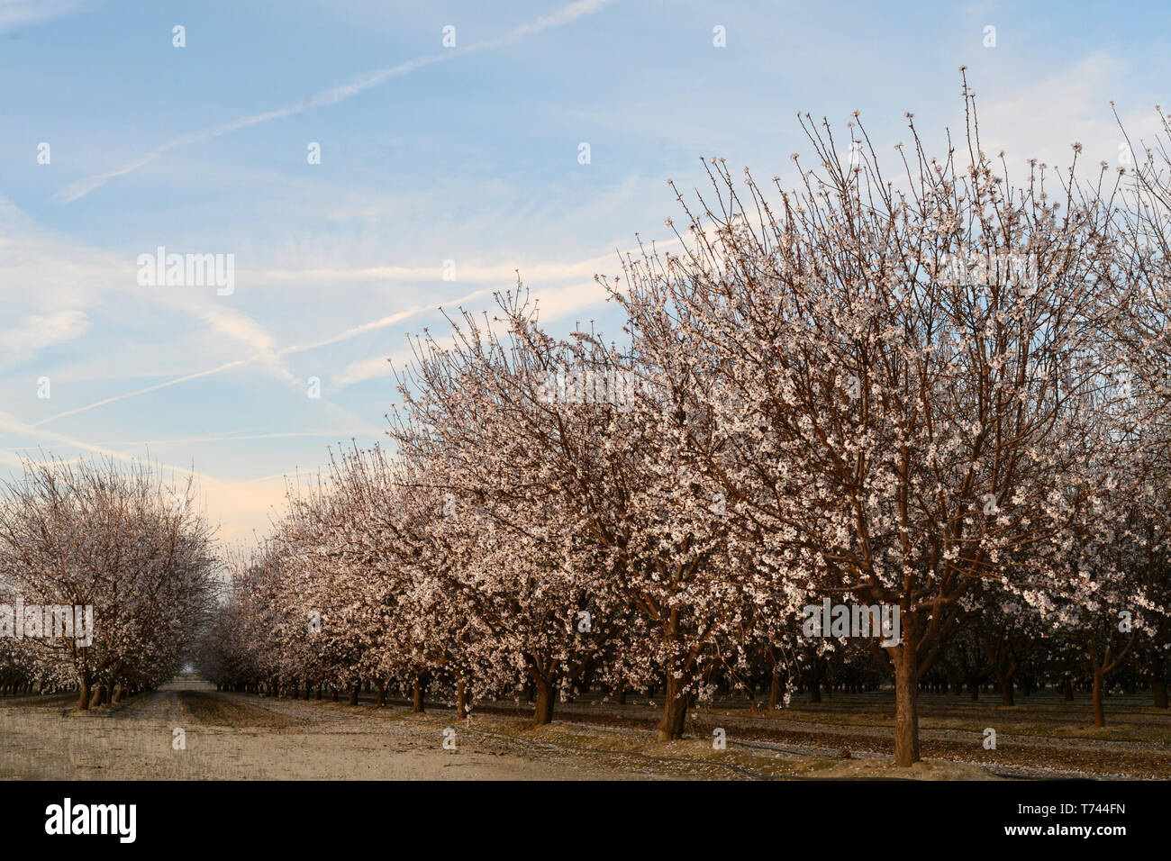 Lignes d'amandiers en fleur avec des fleurs roses et blanches dans un verger. Banque D'Images
