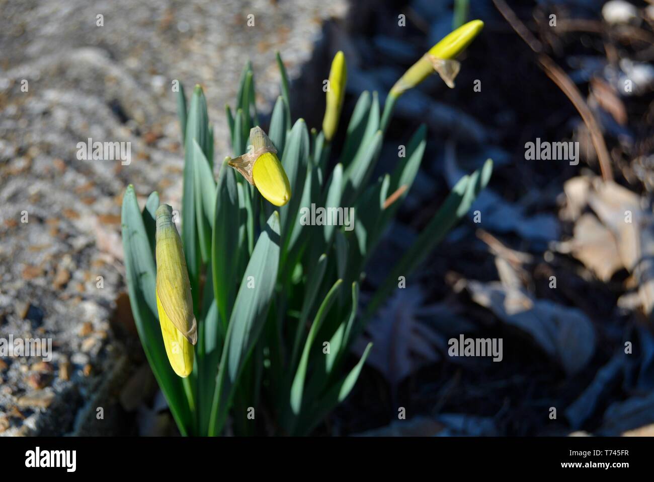 Close Up of Yellow Daffodils au printemps Banque D'Images