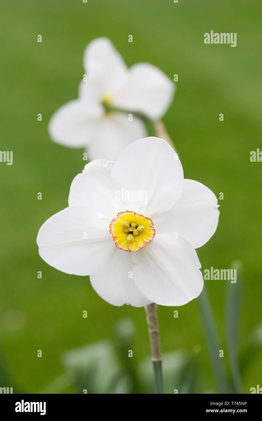 Narcissus poeticus pousse dans un jardin anglais. Banque D'Images