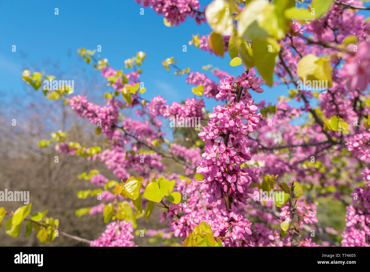 La direction de floraison Cercis siliquastrum in garden Banque D'Images