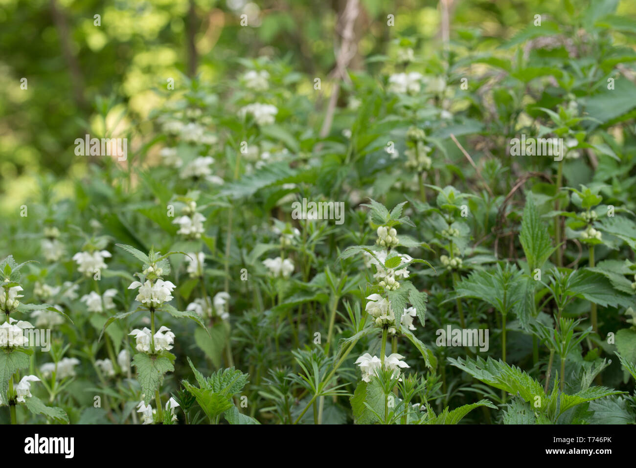 La floraison Lamium album, ortie blanche, blanc dead-nettle inforest Banque D'Images