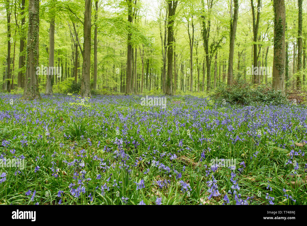 Le Woodland Park Angmering, arbres, le hêtre commun, Fagus sylvatica, jacinthes, Hyacinthoides non-scripta, Sussex, UK, avril, Banque D'Images