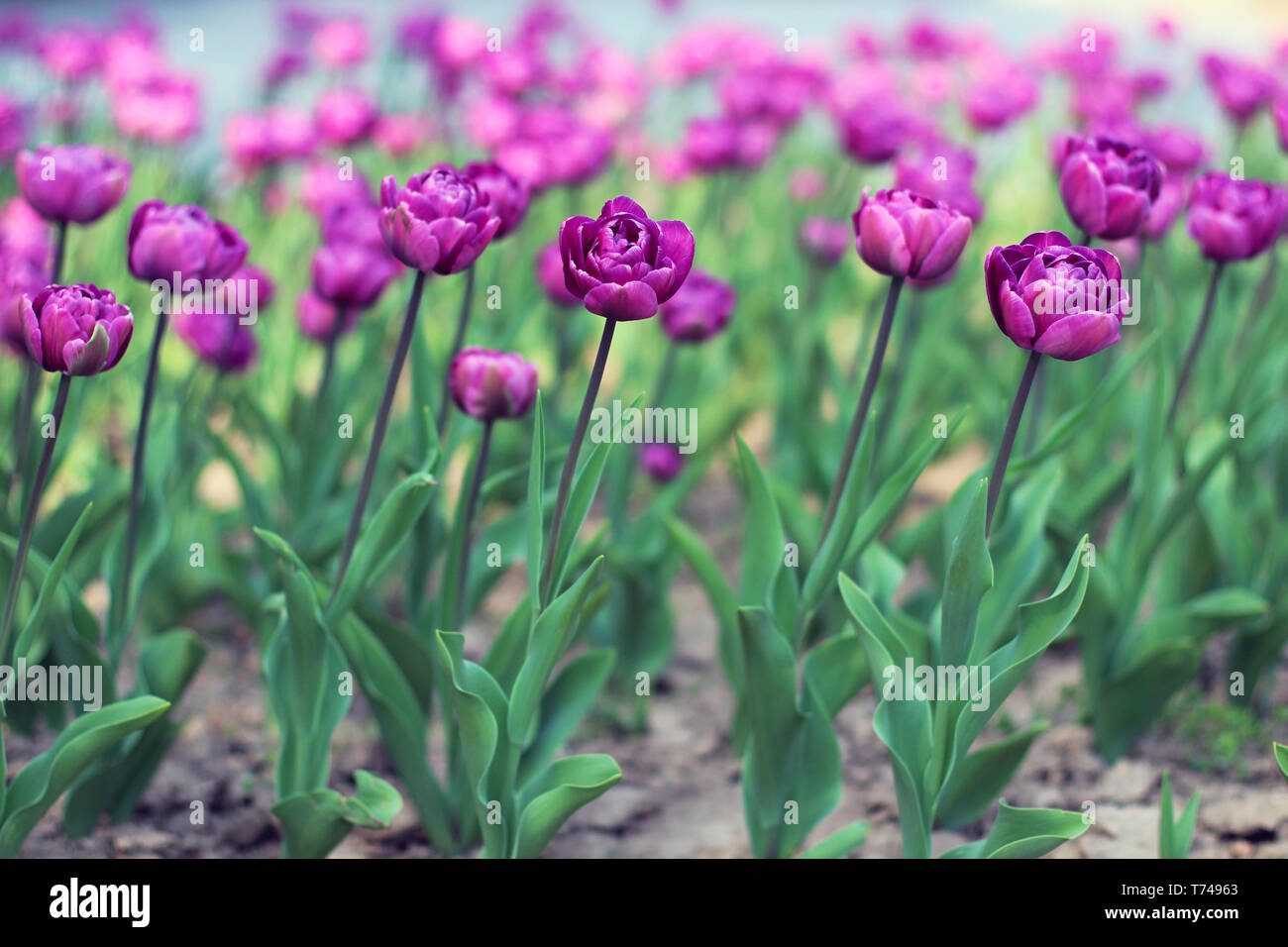 Belles fleurs tulipes violet sur parterre au printemps Banque D'Images