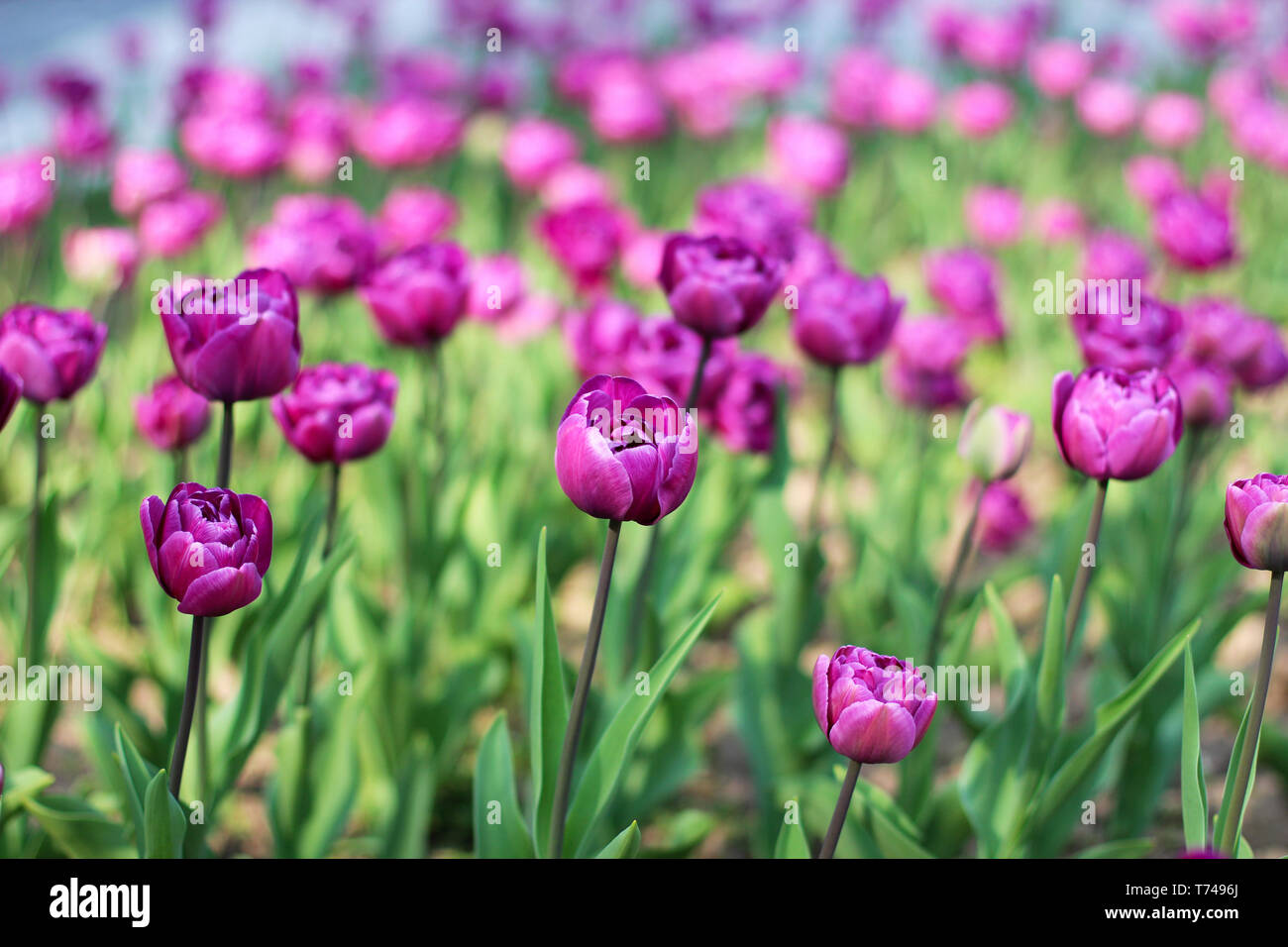 Belles fleurs tulipes violet sur parterre au printemps Banque D'Images