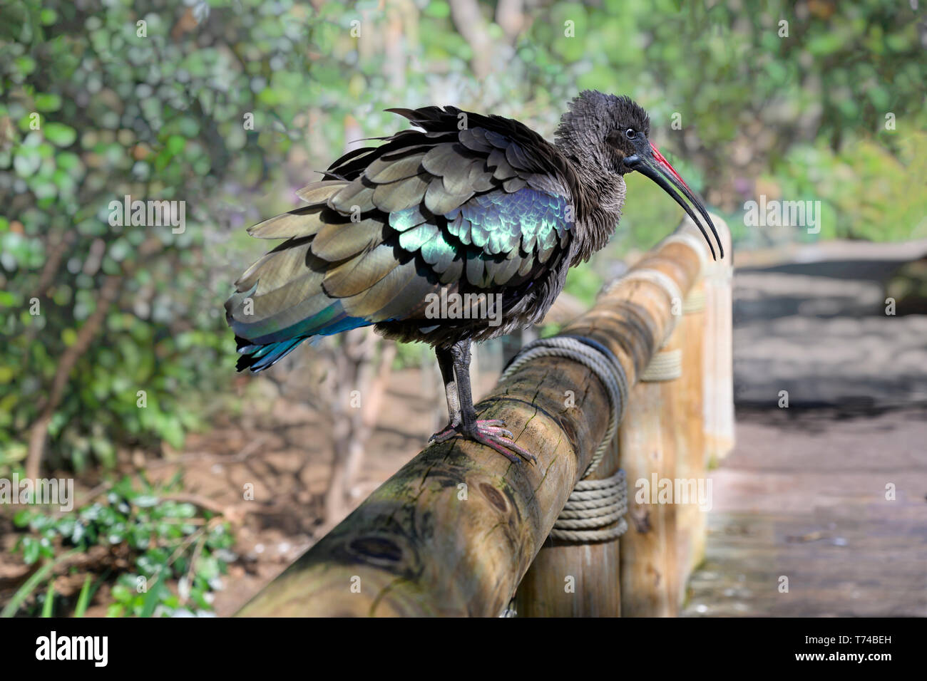 Ibis hadeda Ibis hagedash ou (Bostrychia hagedash), oiseau avec bill long sitting on a log fence Banque D'Images