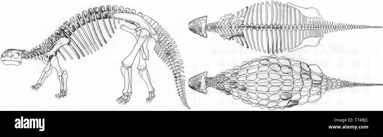 1908 reconstruction du squelette de l'AMNH 5895, avec des pièces manquantes après avoir restauré le Stegosaurus Banque D'Images