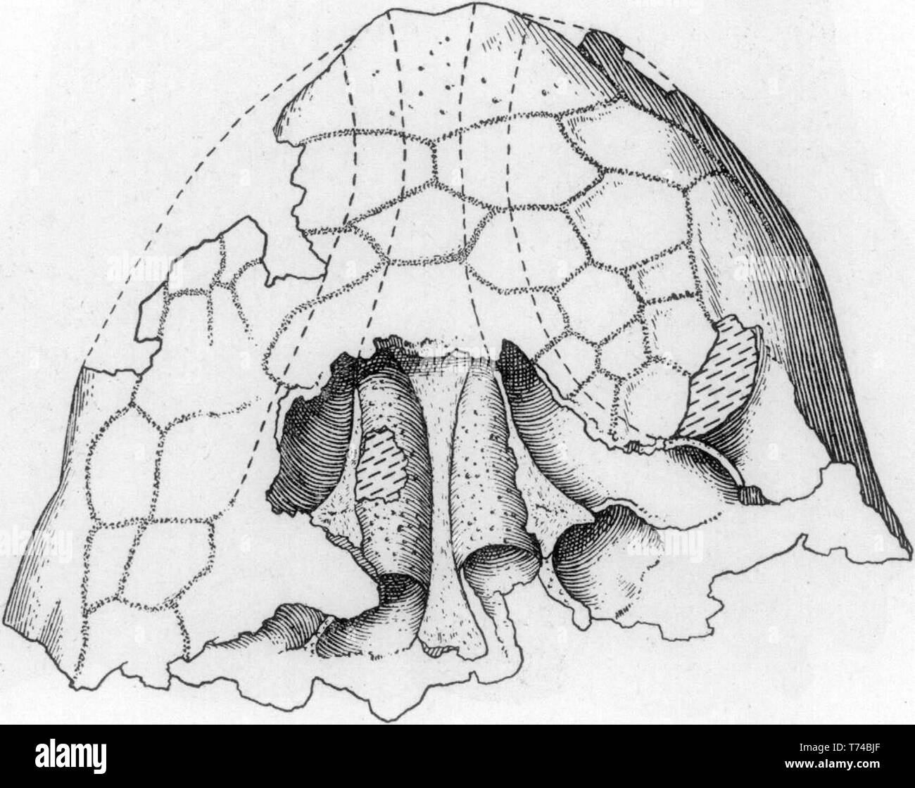 Schéma montrant l'intérieur du museau chambres nasales (AMNH 5895) Banque D'Images