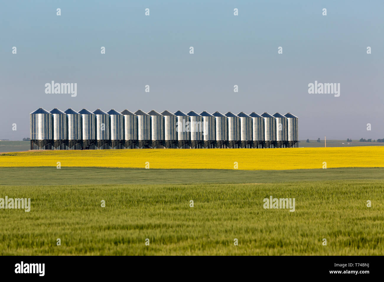 Des silos à grains métalliques de grande taille dans une rangée dans un champ de canola à fleurs et un champ de grain vert dans le premier plan avec ciel bleu, Mossleigh ; Alberta, Canada Banque D'Images