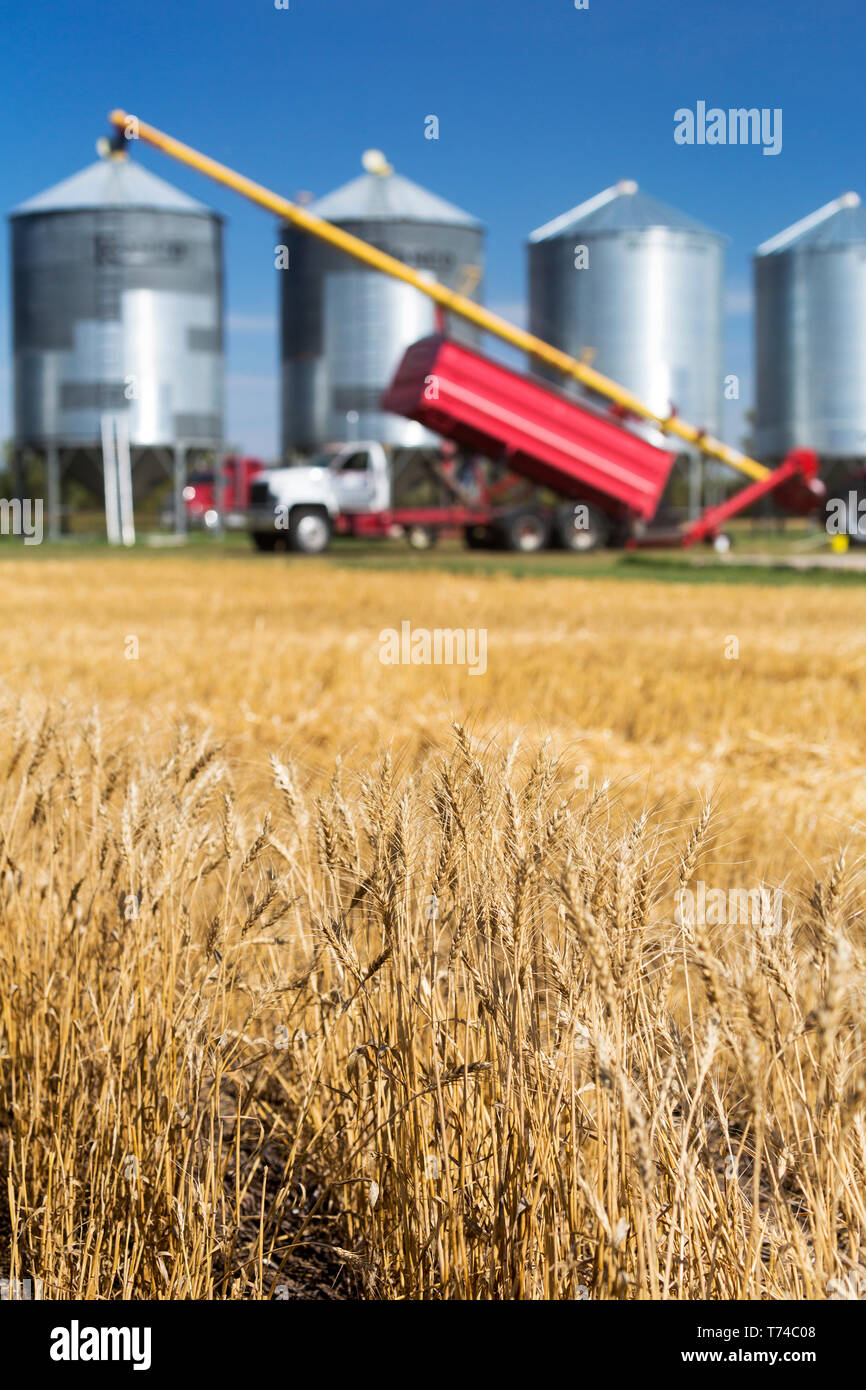 Close-up of golden wheat dans un champ avec la vis du chariot et le remplissage des silos à grains métalliques de grande taille à l'arrière-plan ; Acme, Alberta, Canada Banque D'Images