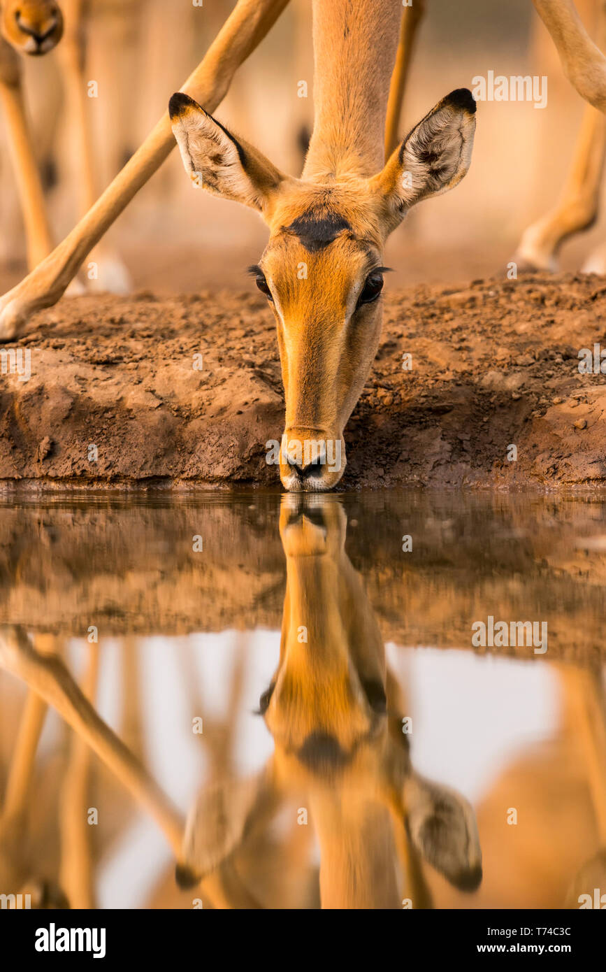 Impala (Aepyceros melampus) Eau potable avec son reflet montrant à la surface de l'étang, Mashatu ; Botswana Banque D'Images