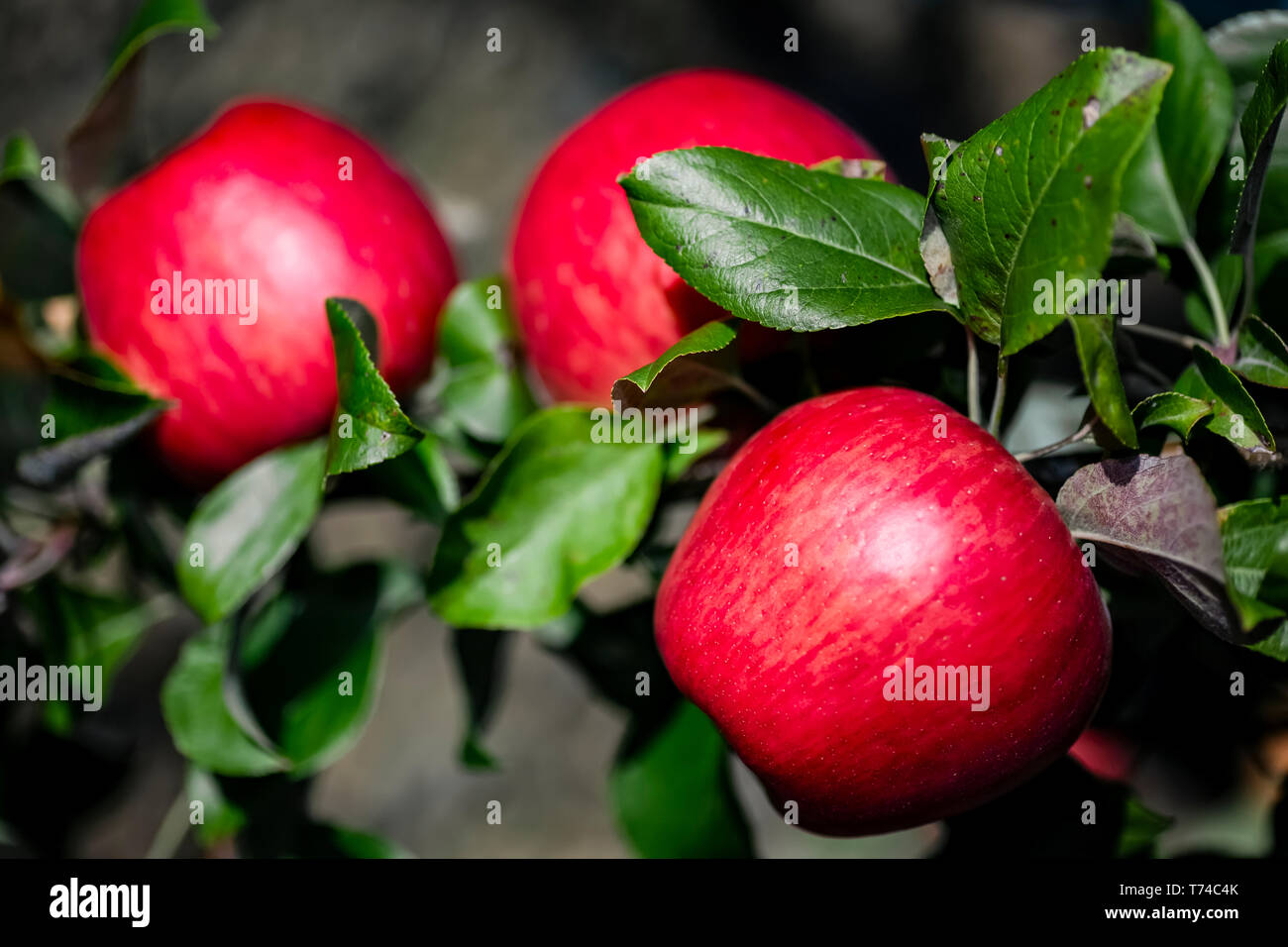 Pommes Honeycrisp sur l'arbre ; Vallée de l'Annapolis, en Nouvelle-Écosse, Canada Banque D'Images