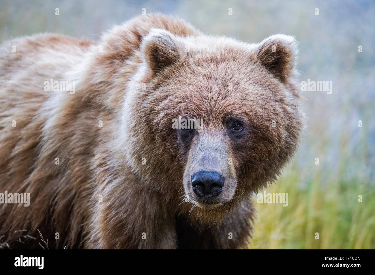 Ours grizzli (Ursus arctos horribilis), Taku River, Atlin, en Colombie-Britannique, Canada Banque D'Images
