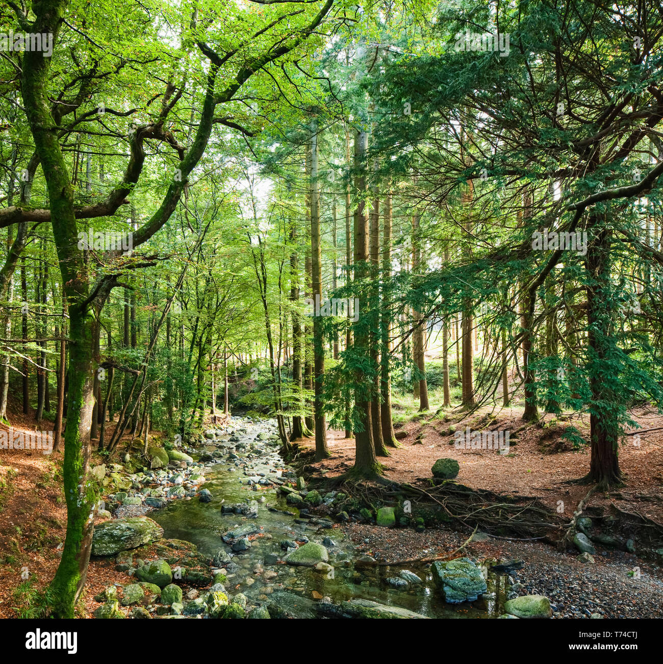 Tollymore Forest ; Newcastle, comté de Down, Irlande Banque D'Images