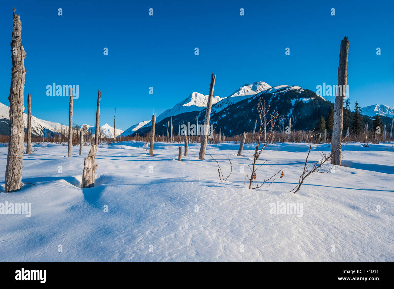 L'hiver dans la vallée pittoresque de Portage, en Alaska sur une journée d'hiver ensoleillée, Alaska, États-Unis d'Amérique Banque D'Images