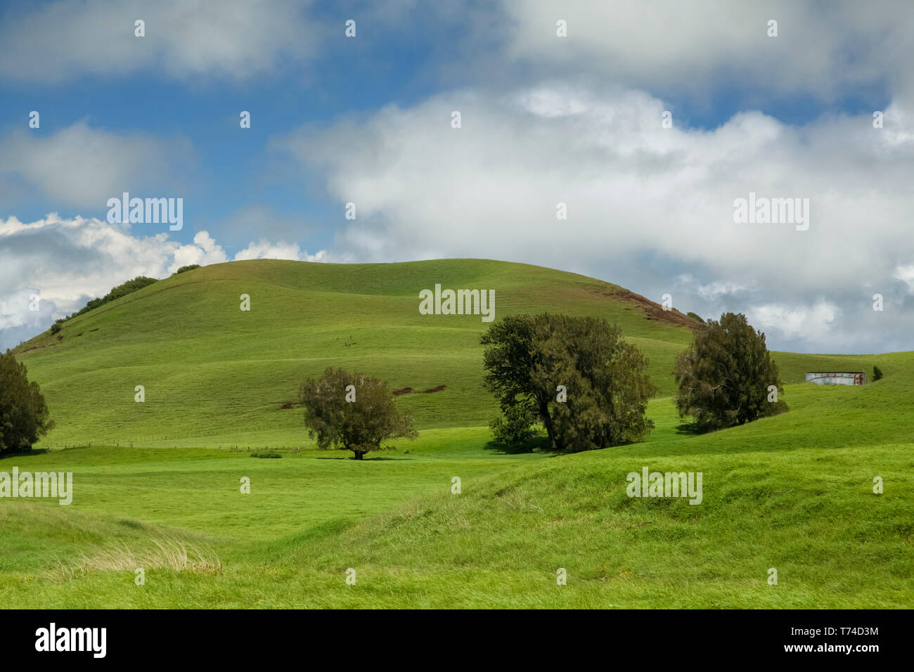 Pâturage d'un ranch de bétail sur la montagne Kohala avec un vieux réservoir d'eau en métal et un cône de cendres d'arbres Banque D'Images