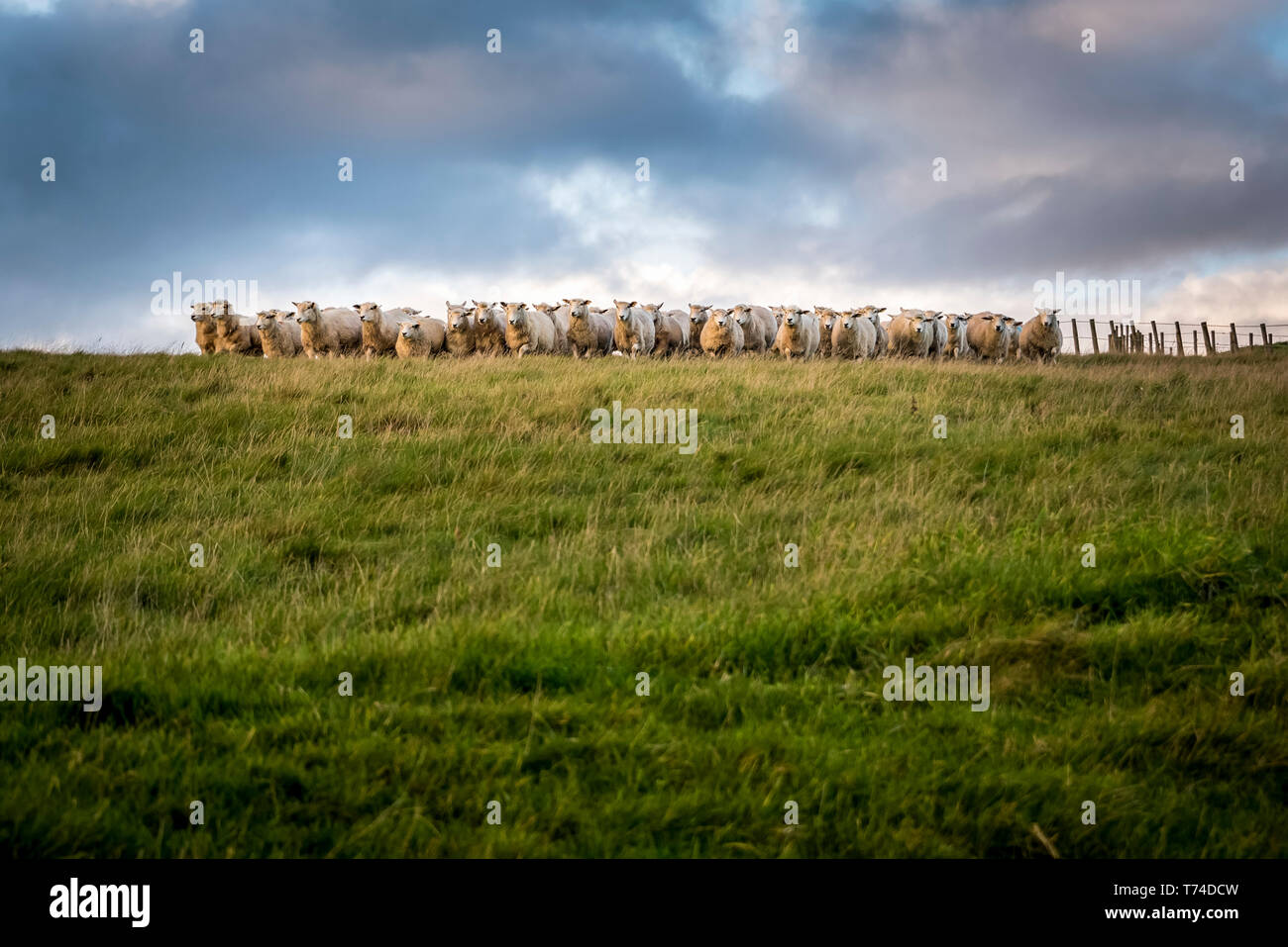 Troupeau de moutons regardant la caméra, North Downs Way ; Kent, Angleterre Banque D'Images