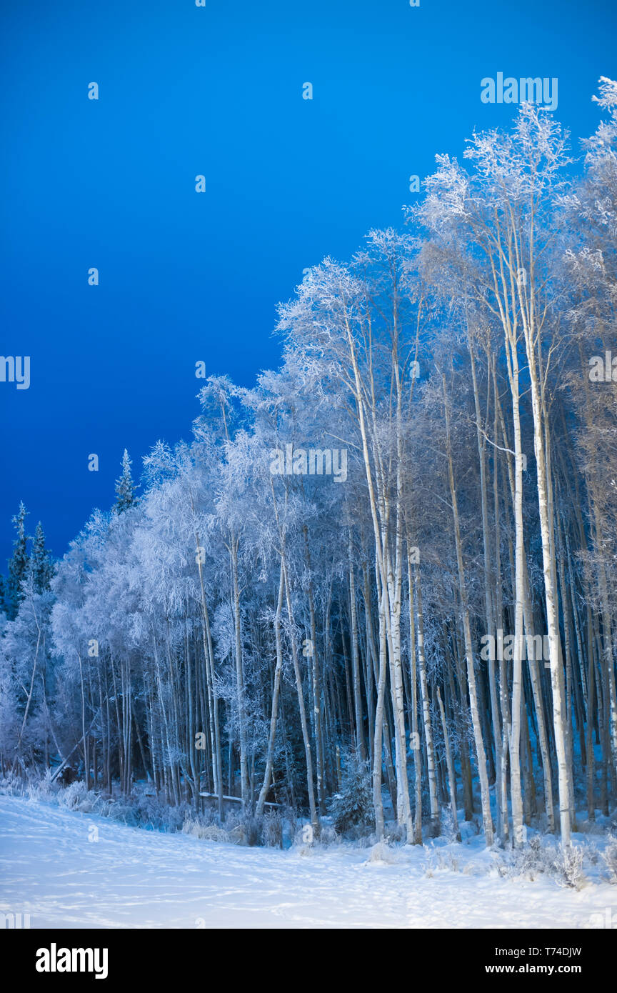 Forêt d'arbres couverts de givre à côté d'un champ neigeux ; Alaska, États-Unis d'Amérique Banque D'Images