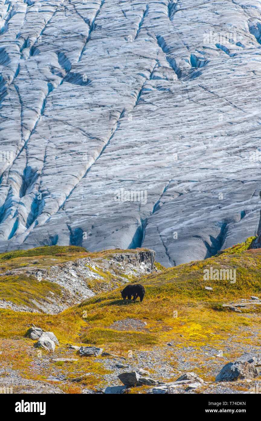 Un ours noir américain (Ursus americanus) sur une colline avec sortie Glacier en arrière-plan lors d'un beau jour d'automne dans le Parc national de Kenai Fjords, sout... Banque D'Images