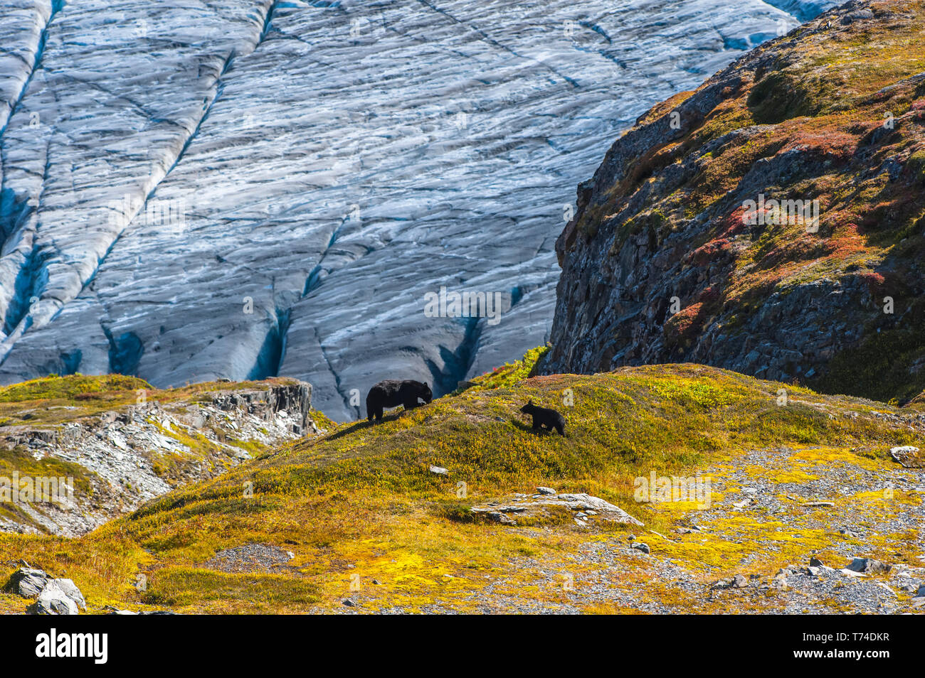 Ours noir d'Amérique truand cub (Ursus americanus) sur une colline avec sortie Glacier en arrière-plan lors d'une journée d'automne ensoleillée à Kenai Fjords National P... Banque D'Images