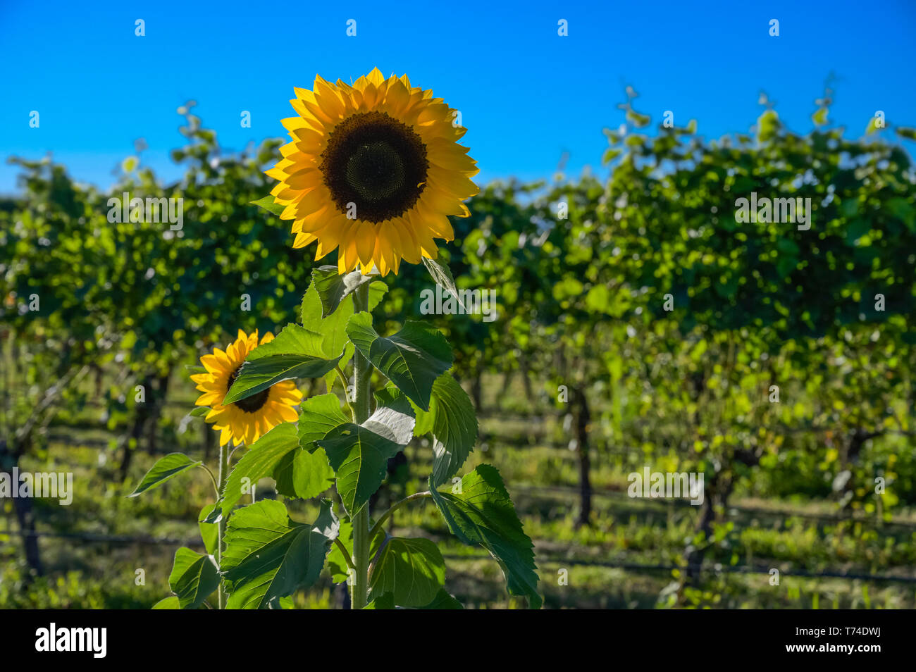 De tournesol dans l'avant-plan d'un vignoble sous un ciel bleu ; Martinborough, Wairarapa, District de la région de Wellington, Nouvelle-Zélande Banque D'Images