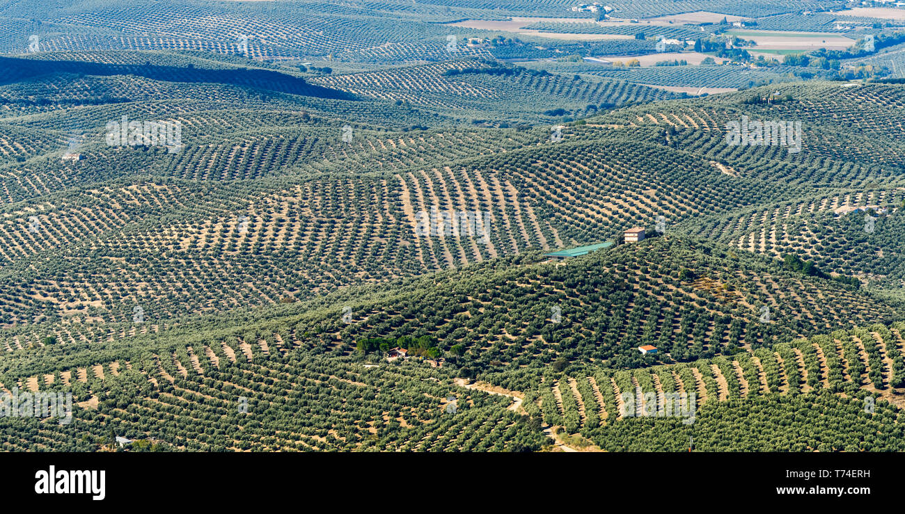 Les fermes d'olive ; Vianos, Province d'Albacete, Espagne Banque D'Images