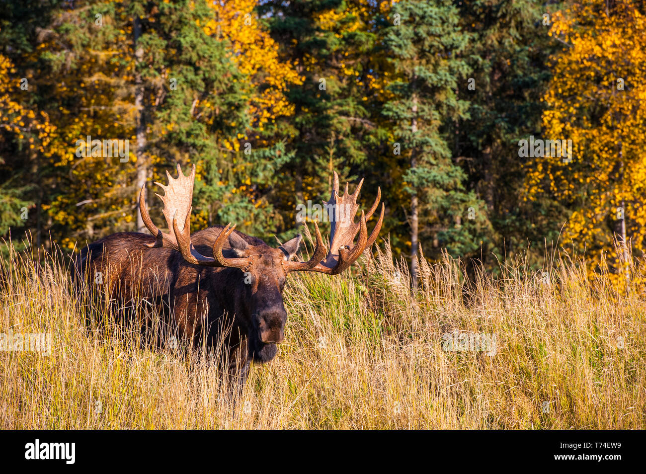 Un orignal (Alces alces) en rut dans l'herbe haute est visible dans le parc Kincade sous le soleil d'après-midi d'automne, Anchorage, Alaska, États-Unis d'Amérique Banque D'Images