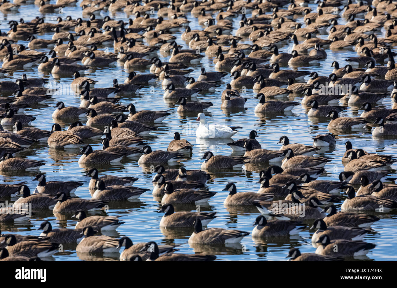 Oie des neiges (Anser caerulescens) entouré par la bernache du Canada (Branta canadensis) dans l'eau ; Colorado, États-Unis d'Amérique Banque D'Images