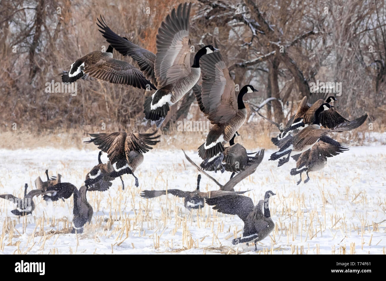 Troupeau de bernaches du Canada (Branta canadensis) d'atterrissage dans un champ neigeux, Fort Collins, Colorado, États-Unis d'Amérique Banque D'Images