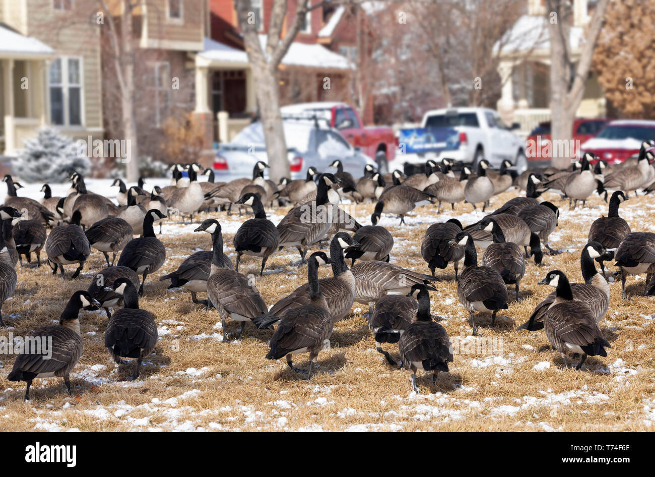 Grande bande de bernaches du Canada (Branta canadensis) Comité permanent sur l'herbe avec des traces de neige dans un quartier résidentiel Banque D'Images