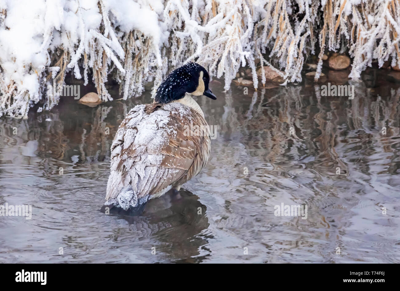Bernache du Canada (Branta canadensis) debout dans l'eau peu profonde avec la neige couvrant son dos et le plumage des rives enneigées et glaciales Banque D'Images