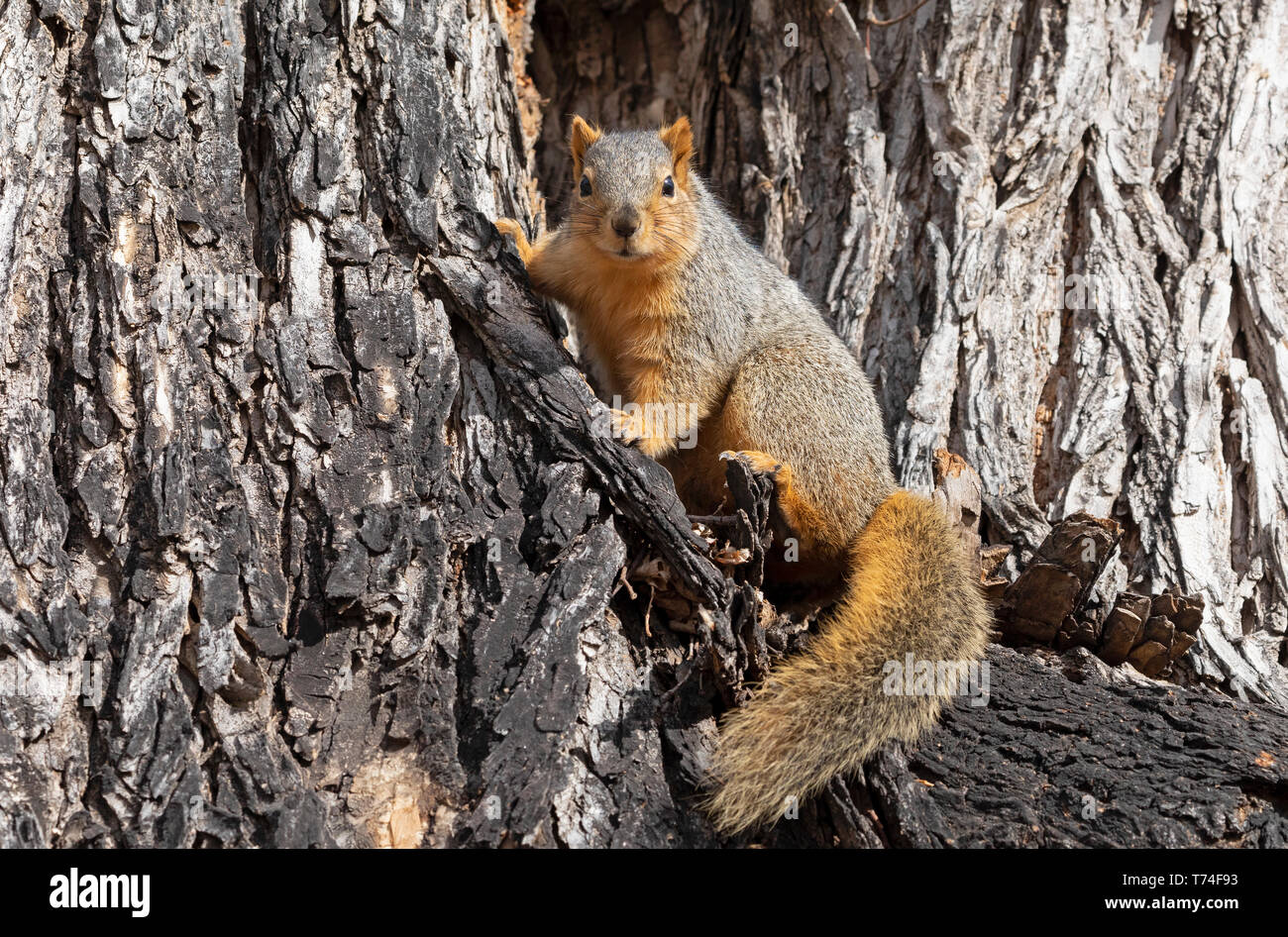 Red Fox écureuil roux (Sciurus niger) dans un bois, Fort Collins, Colorado, États-Unis d'Amérique Banque D'Images