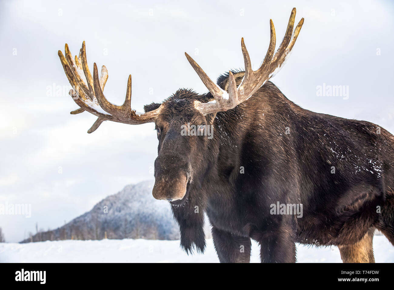 Bull mature l'orignal (Alces alces) portant des bois de velours remise debout dans la neige, Alaska Wildlife Conservation Center, le centre-sud de l'Alaska Banque D'Images