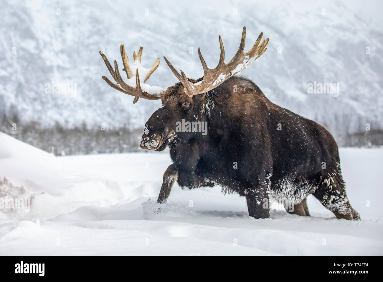 Bull mature l'orignal (Alces alces) portant des bois de velours faire marcher dans la neige, Alaska Wildlife Conservation Center, le centre-sud de l'Alaska Banque D'Images