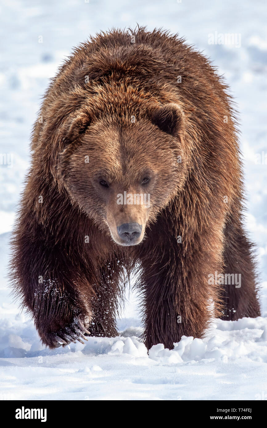Grand mâle brown bear (Ursus arctos) marche vers la caméra dans la neige, captifs à l'Alaska Wildlife Conservation Center, le centre-sud de l'Alaska Banque D'Images