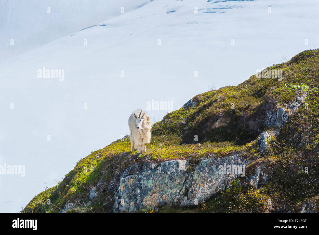 Une chèvre de montagne (Oreamnos americanus) se trouve sur une colline près du sentier Harding Icefield Trail à la sortie Glacier dans le parc national de Kenai Fjords à... Banque D'Images
