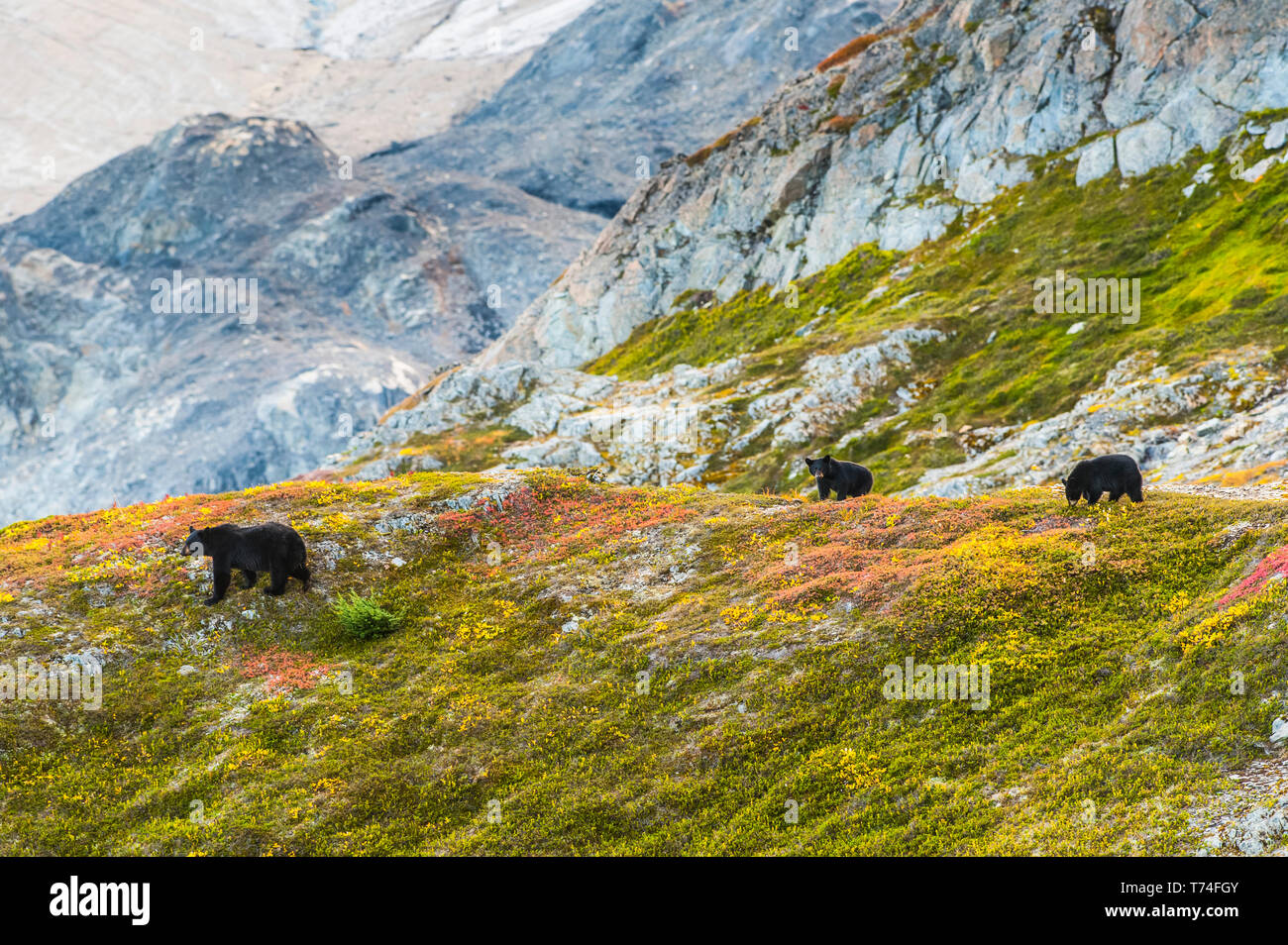 Une mère ours noir (Ursus americanus) et ses deux petits sur une colline avec sortie Glacier en arrière-plan sur un beau jour d'automne à Kenai Fiords Natio... Banque D'Images