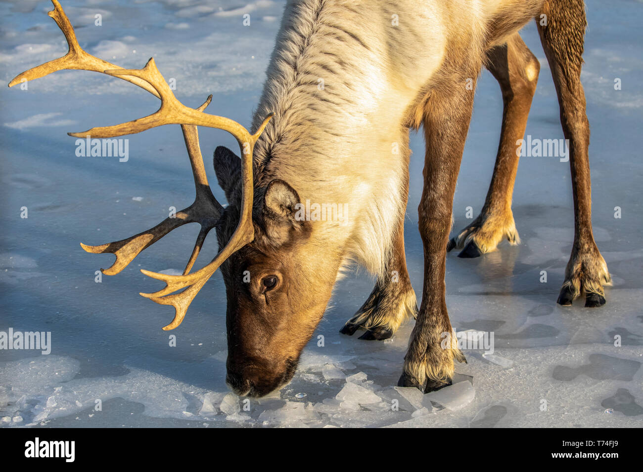Caribou captif (Rangifer tarandus) dans la neige, le seul caribou captif de l'Alaska à l'époque, Alaska Wildlife conservation Centre,... Banque D'Images