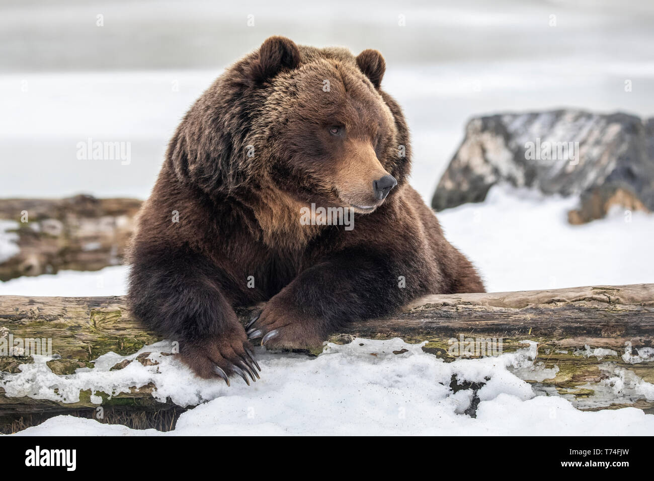 Ours grizzli femelle captif (Ursus arctos horribilis), environ 19 ans, reposant dans la neige, Alaska Wildlife conservation Centre,... Banque D'Images