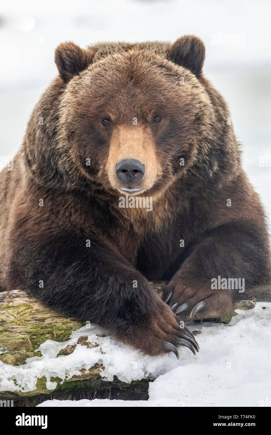 Ours grizzli femelle captif (Ursus arctos horribilis), environ 19 ans, reposant dans la neige, Alaska Wildlife conservation Centre,... Banque D'Images