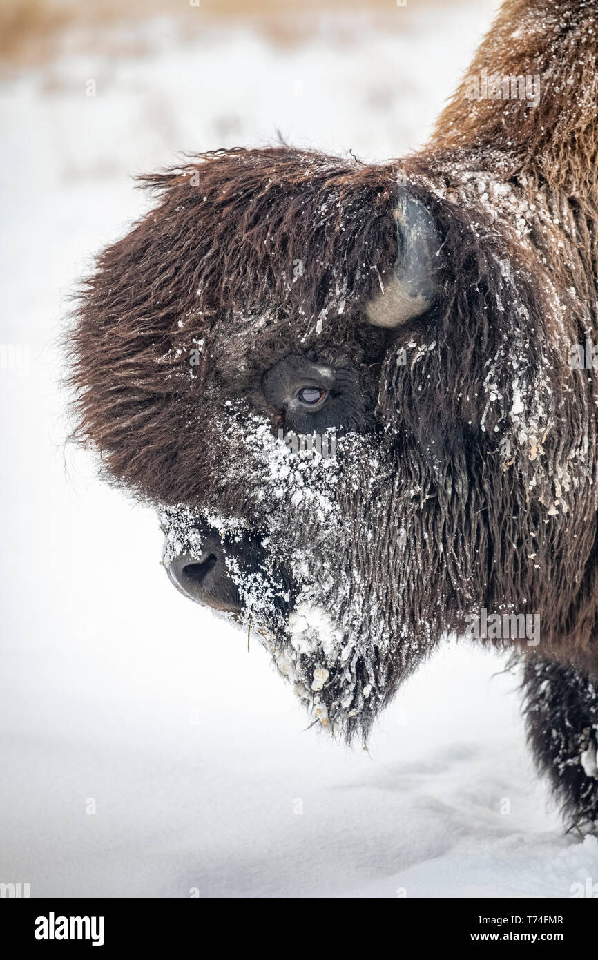 Un grand taureau bison des bois (Bison bison athabascae) dans la neige, captive en Alaska Wildlife Conservation Center, Portage, Alaska, United States of America Banque D'Images