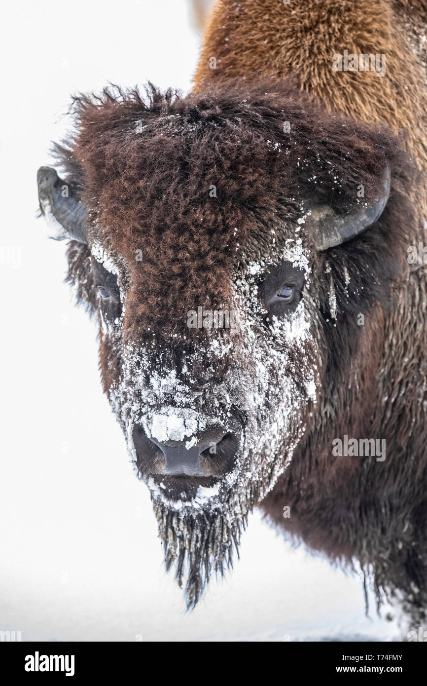 Un grand taureau bison des bois (Bison bison athabascae) dans la neige, captive en Alaska Wildlife Conservation Center, Portage, Alaska, United States of America Banque D'Images