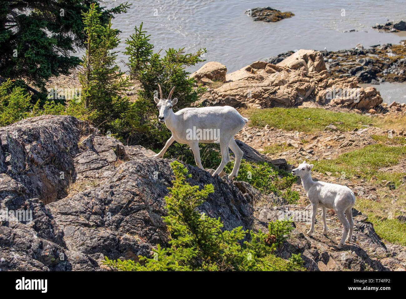 Moutons Dall (Ovis dalli) brebis et agneau dans la région de Windy point à l'extérieur d'Anchorage près de MP 107 de l'autoroute Seward, un lieu commun pour voir les moutons le long... Banque D'Images